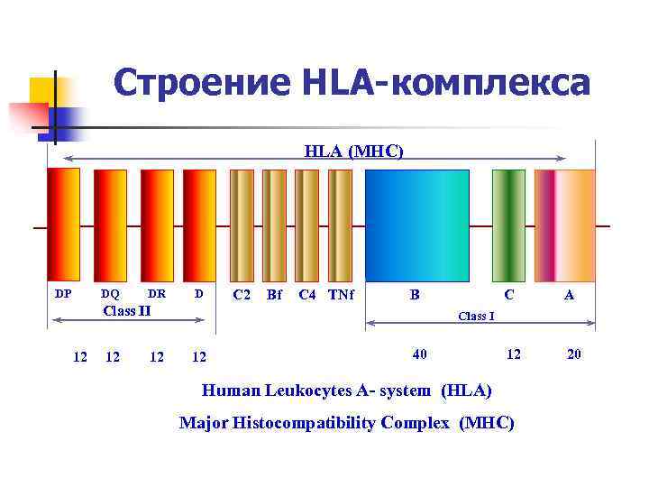 Строение HLA-комплекса HLA (MHC) DQ DP DR D C 2 Bf C 4 TNf