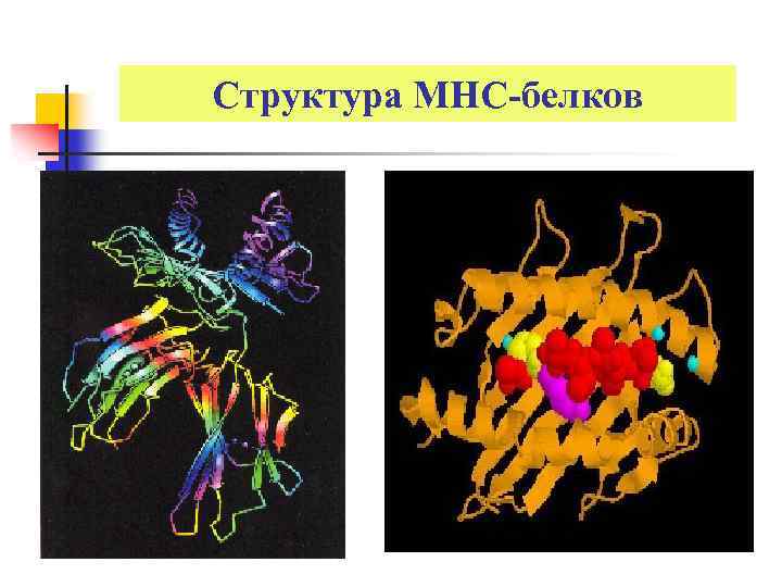 Структура МНС-белков 