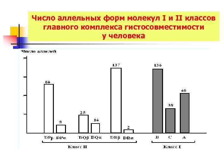 Число аллельных форм молекул I и II классов главного комплекса гистосовместимости у человека 