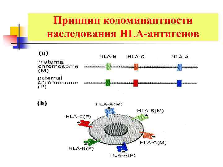 Трансплантационный иммунитет иммунология презентация