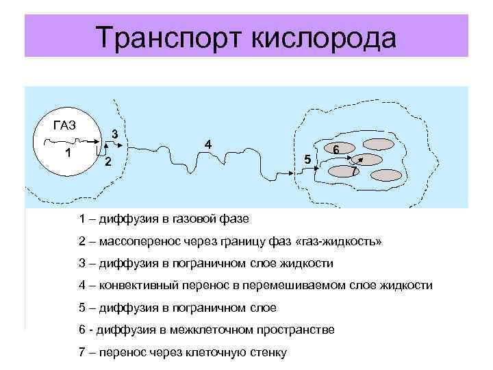 Транспорт кислорода ГАЗ 1 3 4 2 5 6 7 1 – диффузия в