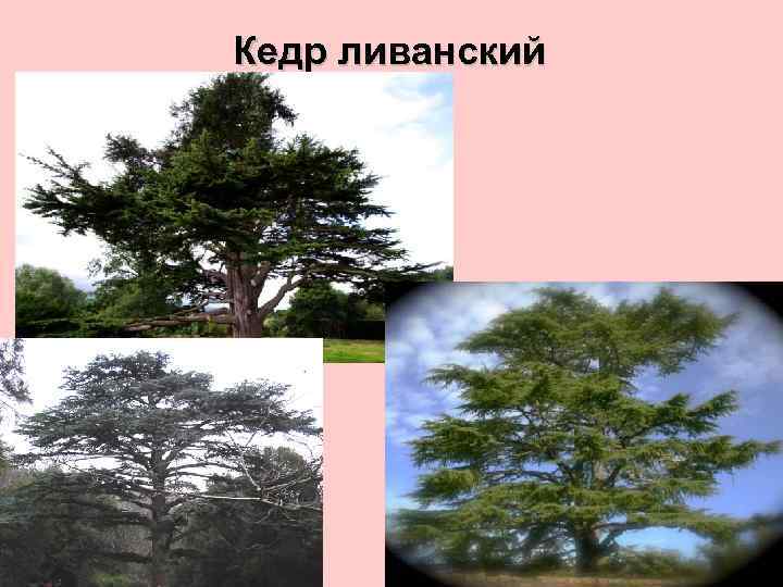 Жестколистные вечнозеленые леса и кустарники фото