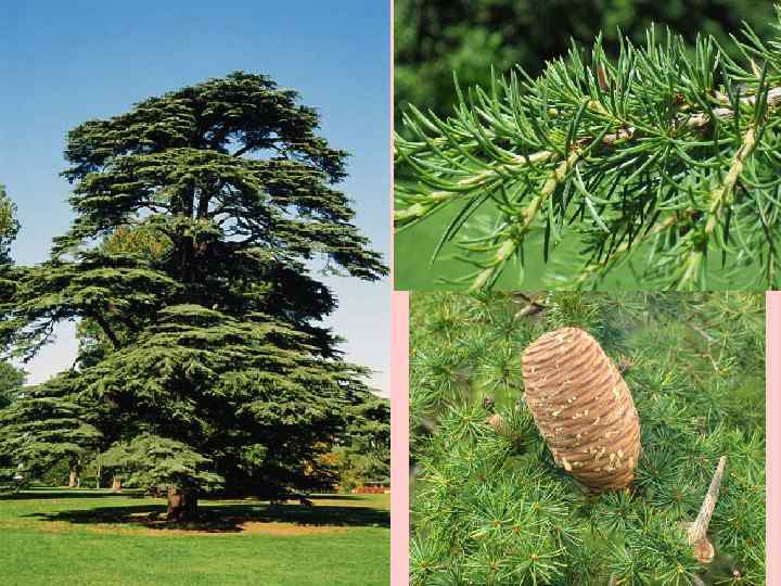 Жестколистные вечнозеленые леса и кустарники фото