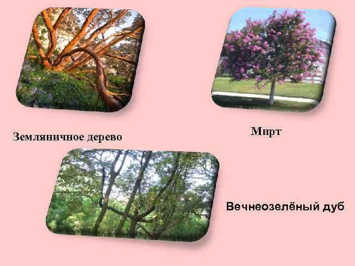 Земляничное дерево Мирт Вечнеозелёный дуб 