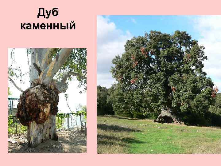 Жестколистные вечнозеленые леса и кустарники фото