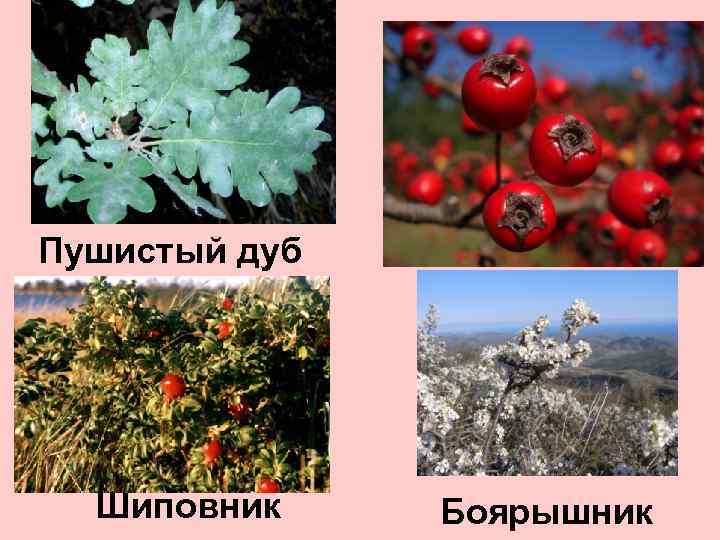 Жестколистные вечнозеленые леса и кустарники фото