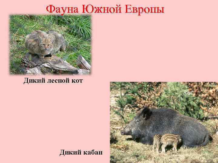 Фауна Южной Европы Дикий лесной кот Дикий кабан 