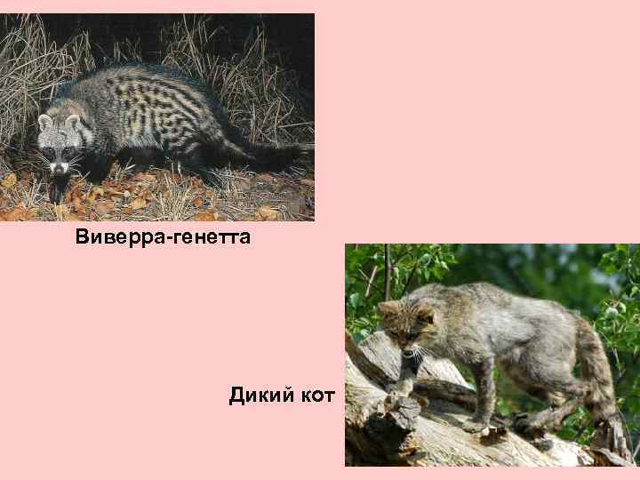 Виверра-генетта Дикий кот 