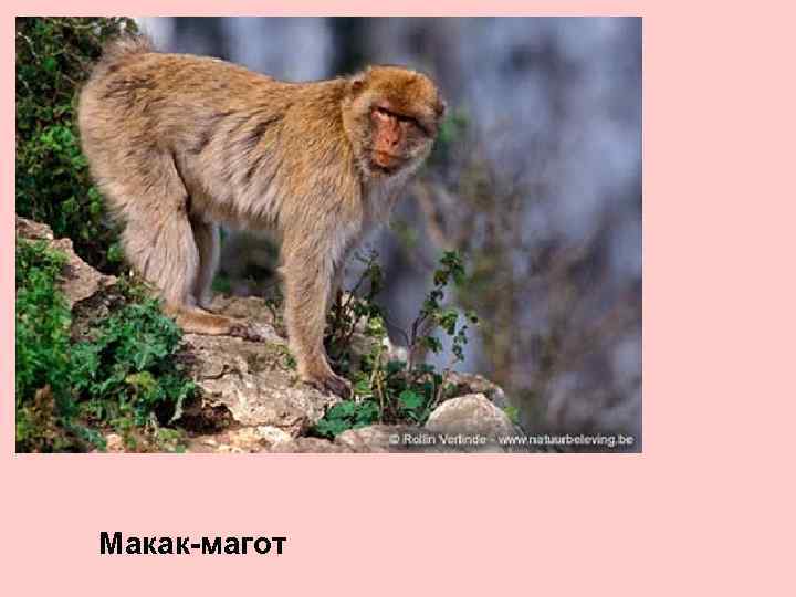 Макак-магот 