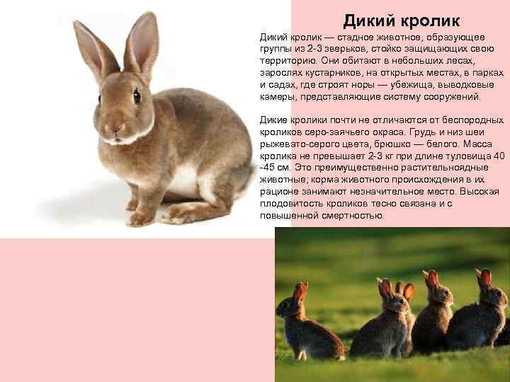 Дикий кролик — стадное животное, образующее группы из 2 -3 зверьков, стойко защищающих свою