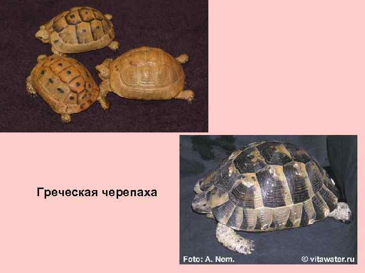 Греческая черепаха 