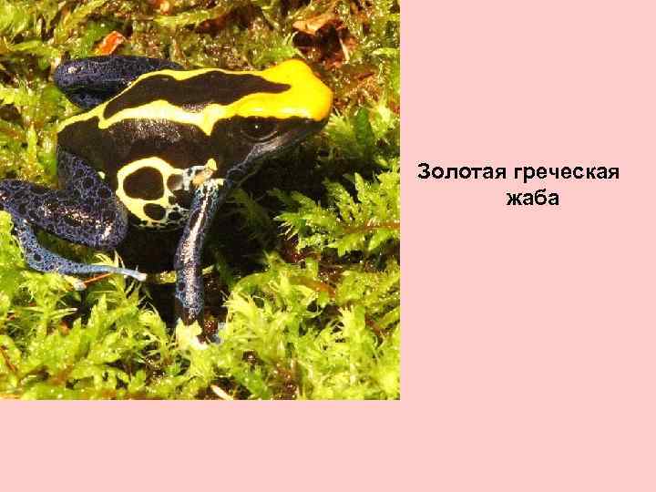 Золотая греческая жаба 