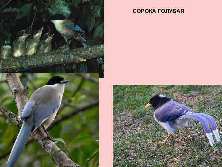 СОРОКА ГОЛУБАЯ 