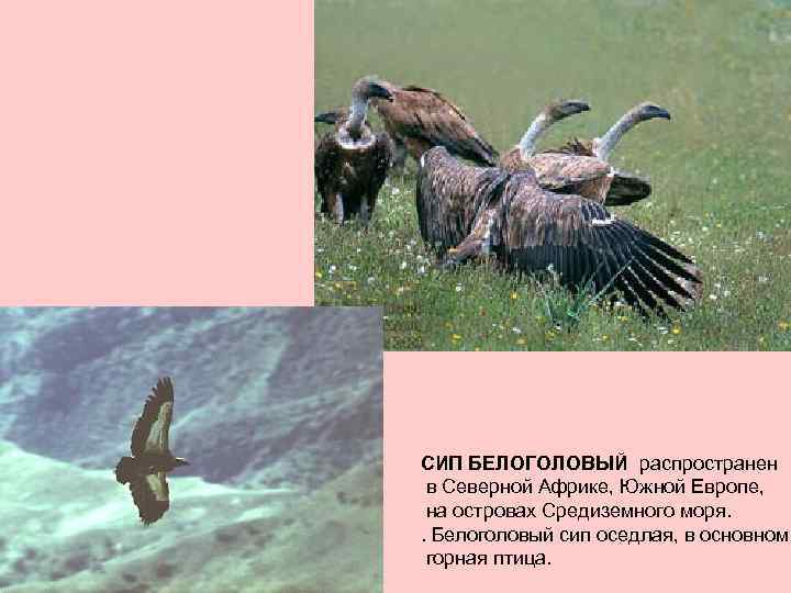 СИП БЕЛОГОЛОВЫЙ распространен в Северной Африке, Южной Европе, на островах Средиземного моря. . Белоголовый