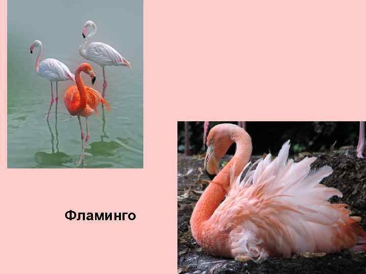 Фламинго 