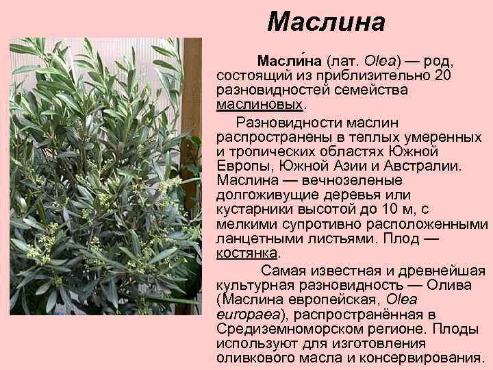 Жестколистные леса и кустарники фото