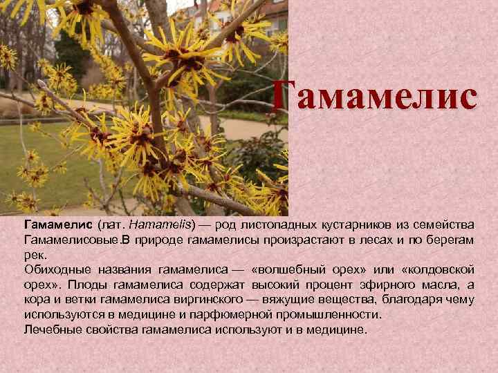 Гамамелис (лат. Hamamelis) — род листопадных кустарников из семейства Гамамелисовые. В природе гамамелисы произрастают