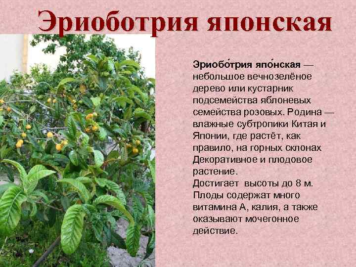 Эриоботрия японская Эриобо трия япо нская — небольшое вечнозелёное дерево или кустарник подсемейства яблоневых
