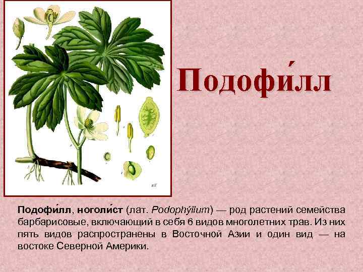 Подофи лл, ноголи ст (лат. Podophýllum) — род растений семейства барбарисовые, включающий в себя