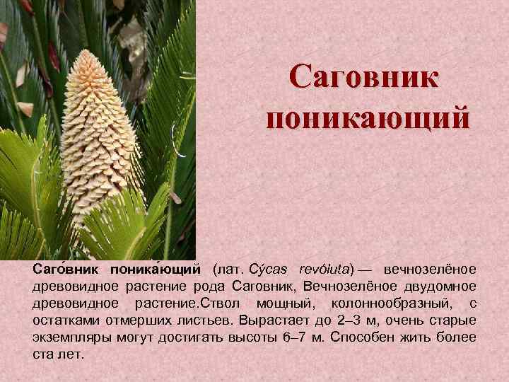 Саговник поникающий Саго вник поника ющий (лат. Cýcas revóluta) — вечнозелёное древовидное растение рода