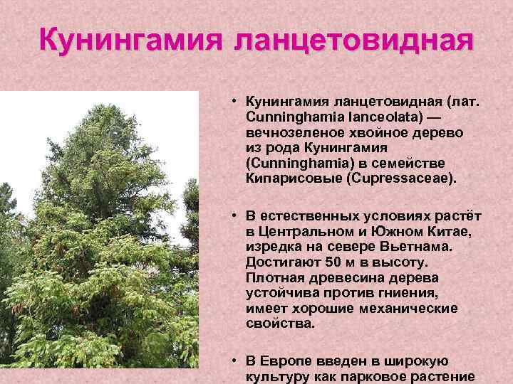 Кунингамия ланцетовидная • Кунингамия ланцетовидная (лат. Cunninghamia lanceolata) — вечнозеленое хвойное дерево из рода