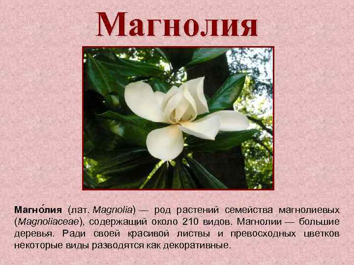 Магнолия Магно лия (лат. Magnolia) — род растений семейства магнолиевых (Magnoliaceae), содержащий около 210
