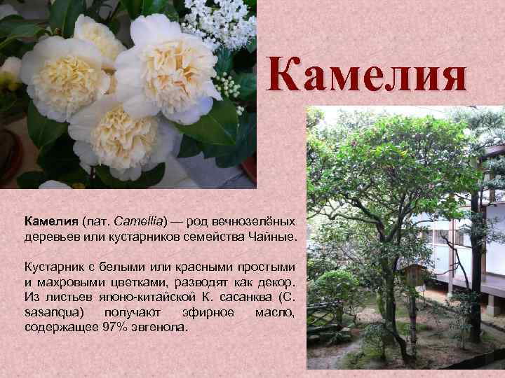 Камелия (лат. Camellia) — род вечнозелёных деревьев или кустарников семейства Чайные. Кустарник с белыми