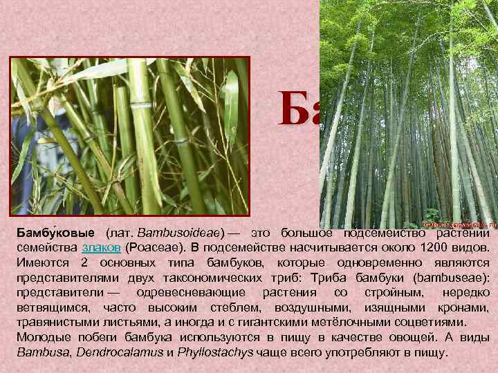Бамбук Бамбу ковые (лат. Bambusoideae) — это большое подсемейство растений семейства злаков (Poaceae). В