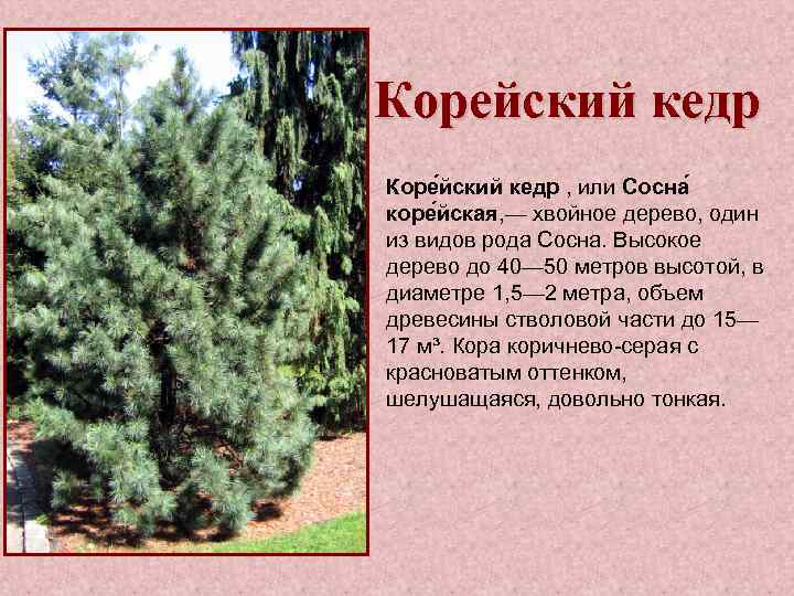 Корейский кедр Коре йский кедр , или Сосна коре йская, — хвойное дерево, один