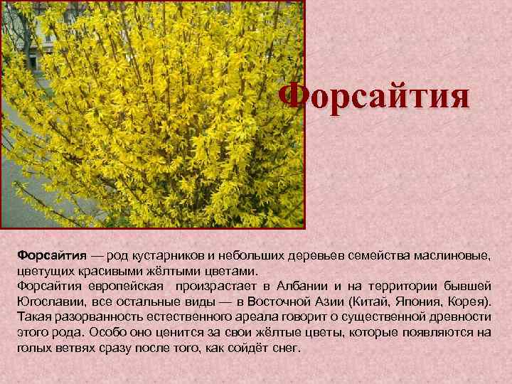 Форсайтия — род кустарников и небольших деревьев семейства маслиновые, цветущих красивыми жёлтыми цветами. Форсайтия
