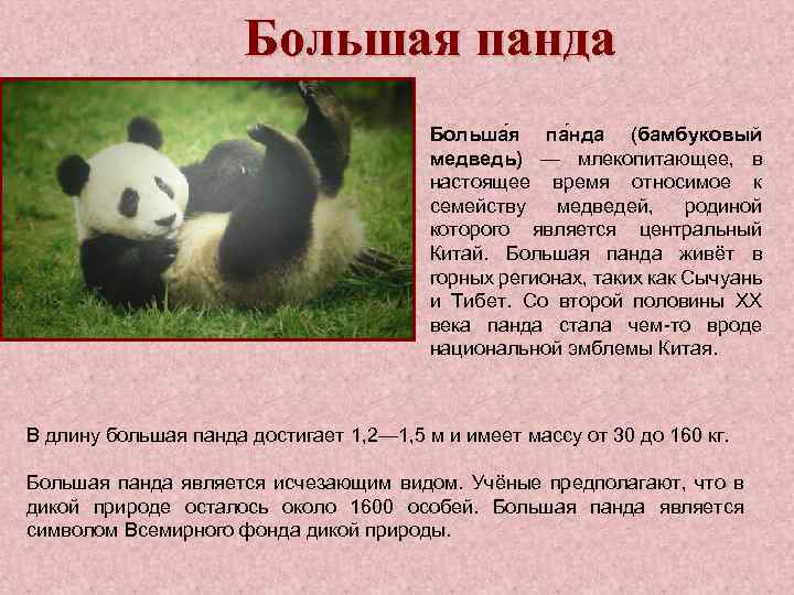 Большая панда Больша я па нда (бамбуковый медведь) — млекопитающее, в настоящее время относимое
