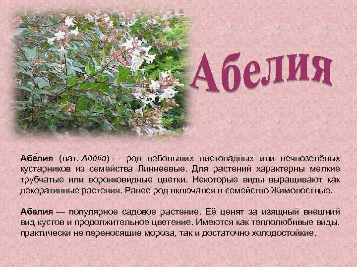 Абе лия (лат. Abélia) — род небольших листопадных или вечнозелёных кустарников из семейства Линнеевые.
