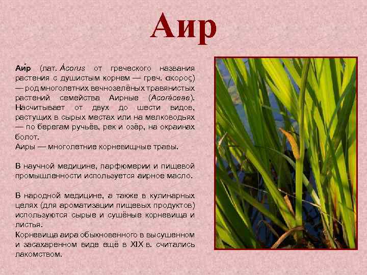 Аир Аи р (лат. Ácorus от греческого названия растения с душистым корнем — греч.