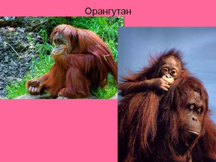 Орангутан 