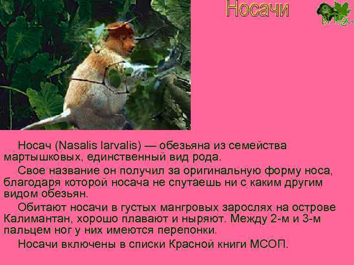 Носач (Nasalis larvalis) — обезьяна из семейства мартышковых, единственный вид рода. Свое название он