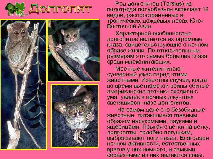 Род долгопятов (Tarsius) из подотряда полуобезьян включает 12 видов, распространенных в тропических дождевых лесах