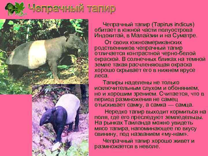 Чепрачный тапир (Tapirus indicus) обитает в южной части полуострова Индокитай, в Малайзии и на