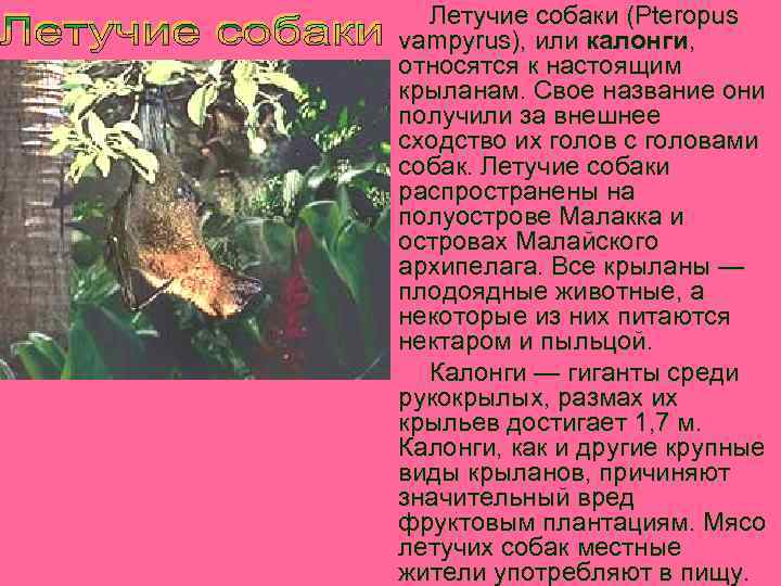 Летучие собаки (Pteropus vampyrus), или калонги, относятся к настоящим крыланам. Свое название они получили