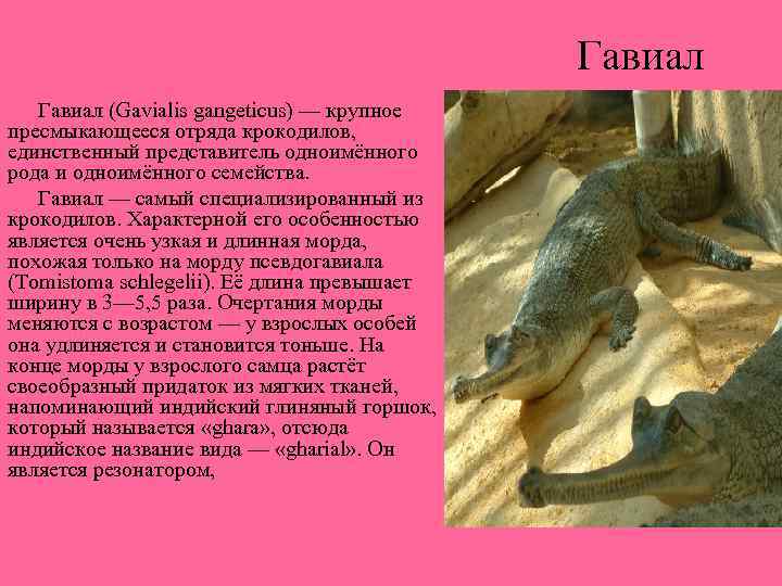 Гавиал (Gavialis gangeticus) — крупное пресмыкающееся отряда крокодилов, единственный представитель одноимённого рода и одноимённого