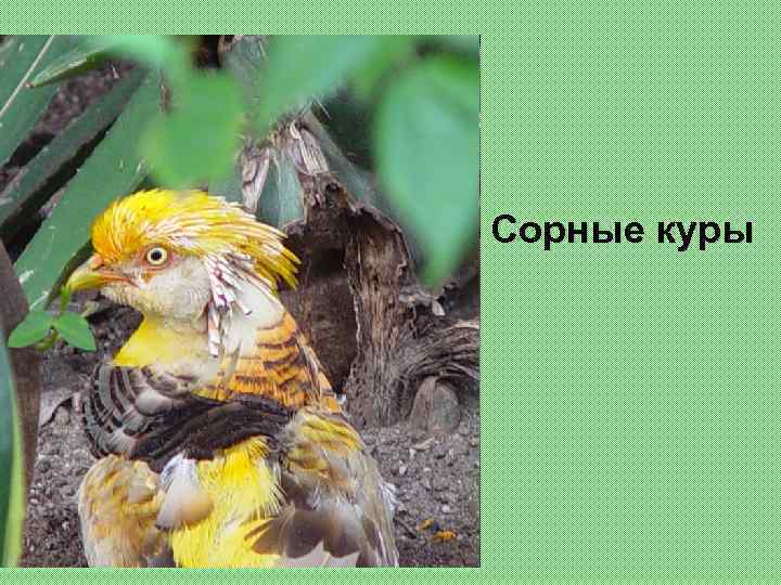 Сорные куры 