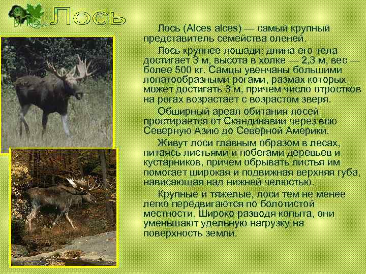 Лось (Alces alces) — самый крупный представитель семейства оленей. Лось крупнее лошади: длина его