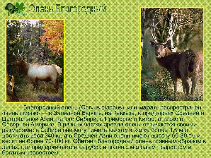 Благородный олень (Cervus elaphus), или марал, распространен очень широко — в Западной Европе, на