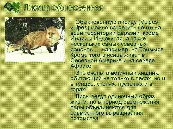 Обыкновенную лисицу (Vulpes vulpes) можно встретить почти на всей территории Евразии, кроме Индии и