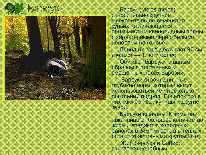 Барсук (Meles meles) — относительно крупное млекопитающее семейства куньих, отличающееся приземистым клиновидным телом с