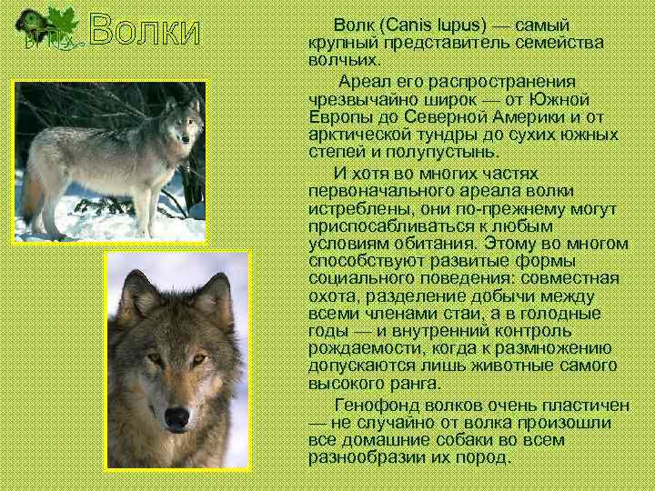 Волк (Canis lupus) — самый крупный представитель семейства волчьих. Ареал его распространения чрезвычайно широк