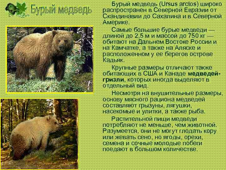 Бурый медведь (Ursus arctos) широко распространен в Северной Евразии от Скандинавии до Сахалина и