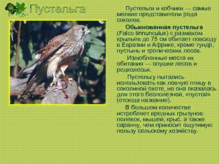 Пустельги и кобчики — самые мелкие представители рода соколов. Обыкновенная пустельга (Falco tinnunculus) с
