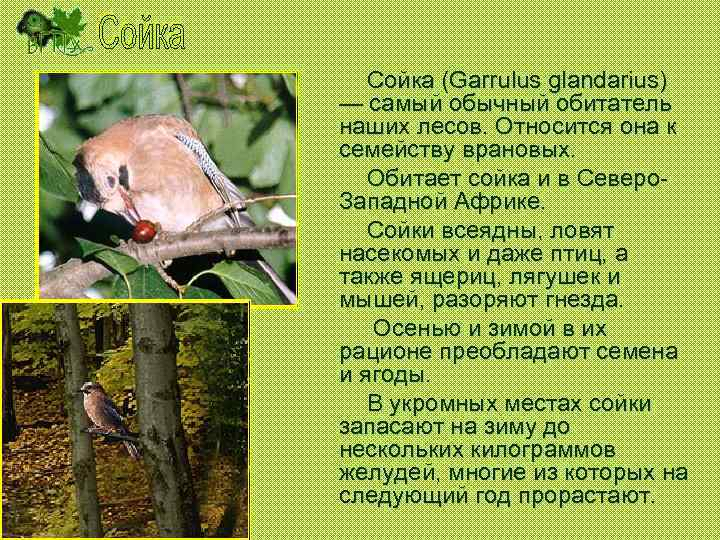Сойка (Garrulus glandarius) — самый обычный обитатель наших лесов. Относится она к семейству врановых.