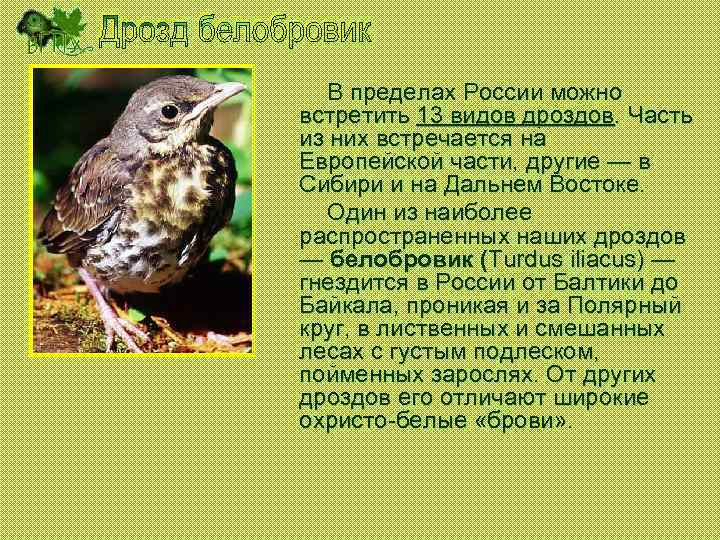 В пределах России можно встретить 13 видов дроздов. Часть из них встречается на Европейской