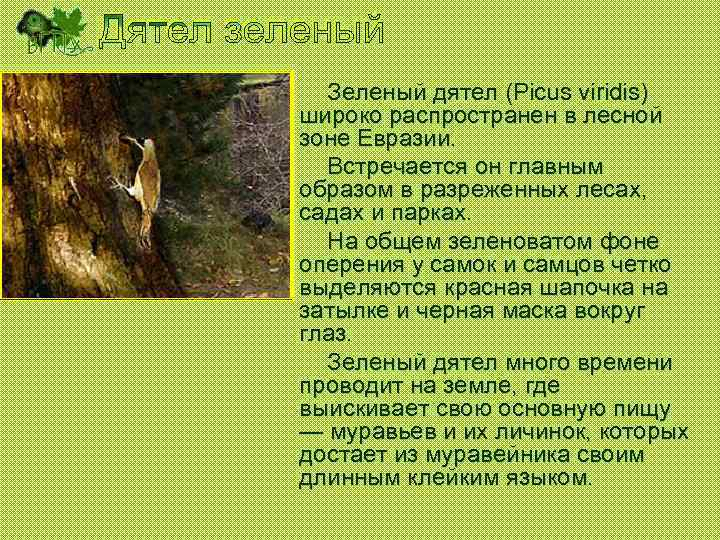 Зеленый дятел (Picus viridis) широко распространен в лесной зоне Евразии. Встречается он главным образом